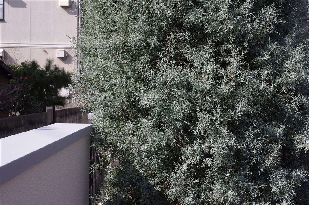 作例写真を見せていただきたいです』 ペンタックス smc PENTAX-DA