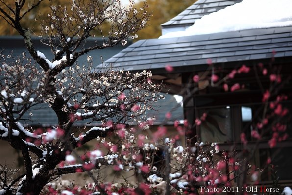 皇居花鳥シリーズ 一月　ロウバイにツグミ 皇居花鳥シリーズ 一月ロウバイにツグミ