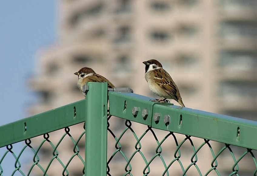 毎日がシャッターチャンス！Canon キヤノン EF100-300mm#4 久しぶりに機材ネタです. - えむ・おーの鳥日記