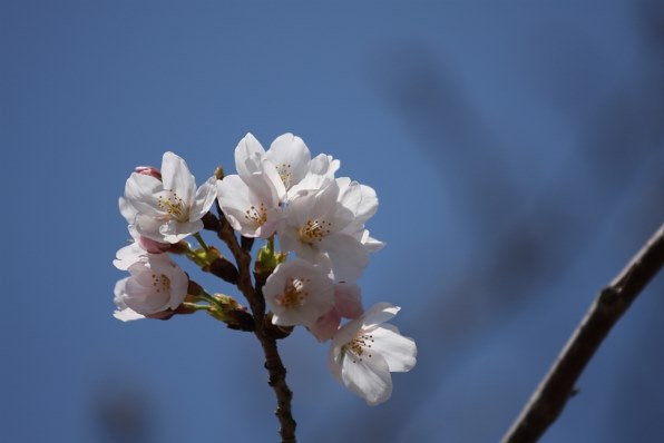 確認画面　　庭の薔薇とここで頂いたお馬さんと帽子、そして、、、