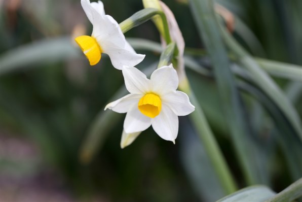 訳あり１７６開花中　強芳香性　百花繚乱彩の国　早咲きタイプ ｄｄフレグランス アプリコットゴールド　クリスマスローズ PART47です！ そろそろ桜？ 撮らなくっちゃ！』 クチコミ掲示板 - 価格.com