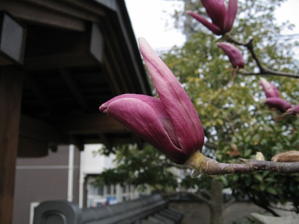 SONY サイバーショット DSC-T99 [ピンク]投稿画像・動画 - 価格.com