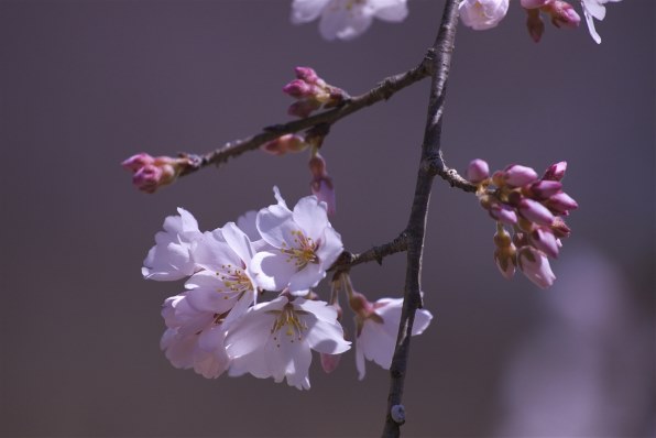 PART48です やっと桜も満開です！！』 クチコミ掲示板 - 価格.com