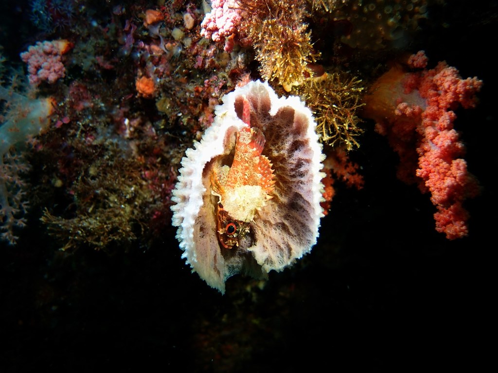 水中写真』 オリンパス OLYMPUS XZ-1 のクチコミ掲示板 - 価格.com