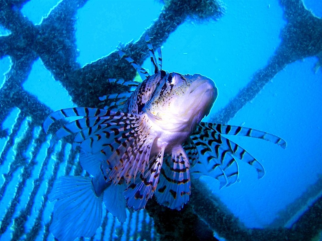 水中写真』 オリンパス OLYMPUS XZ-1 のクチコミ掲示板 - 価格.com