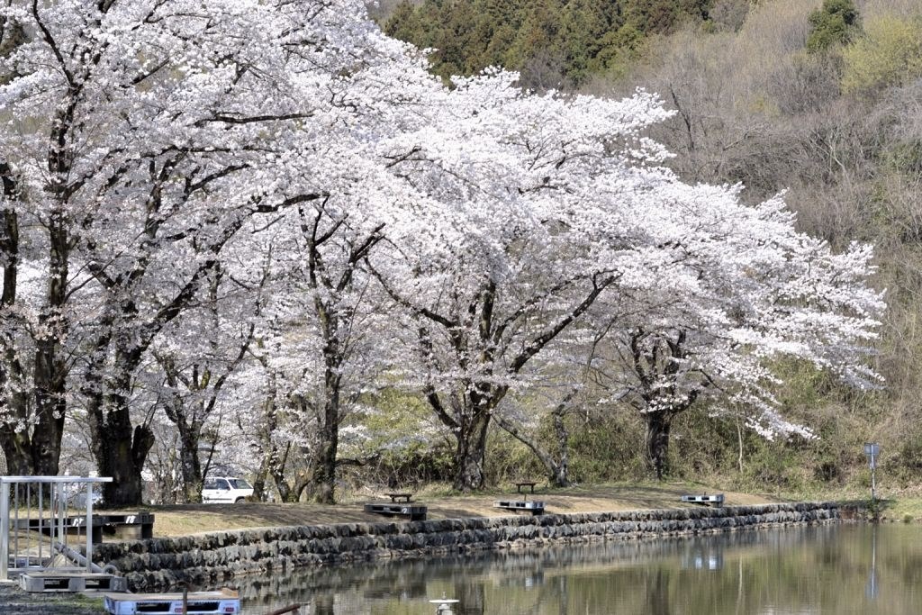 【時間指定不可】 D3100で桜 アドバイスを』 ニコン D3100 ダブルズーム デジタルカメラ