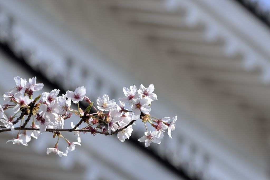 桜撮影に✨Nikon D3100✨シングルレンズ✨軽量モデル✨少シャッター数 荻窪カメラのさくらや / ニコンNIKKOR Z 100-400mm f/4.5-5.6 VR S【下