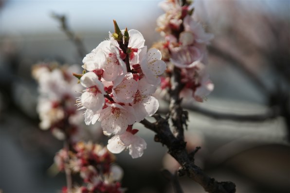 シグマ 24-135mm F2.8-4.5のクチコミ - 価格.com