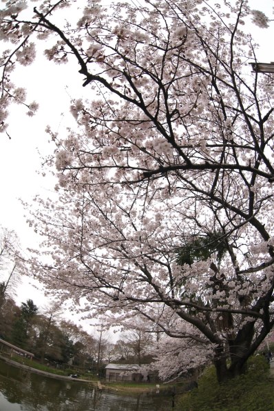 CANON EF15mm F2.8 フィッシュアイ投稿画像・動画 - 価格.com