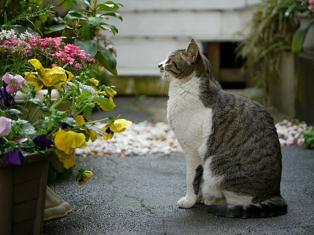 勝負レンズ（猫と料理の作例）。』 パナソニック LEICA DG MACRO