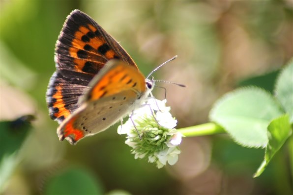 シグマ 24-70mm F2.8 EX DG MACRO (ﾍﾟﾝﾀｯｸｽ AF)投稿画像・動画 - 価格.com