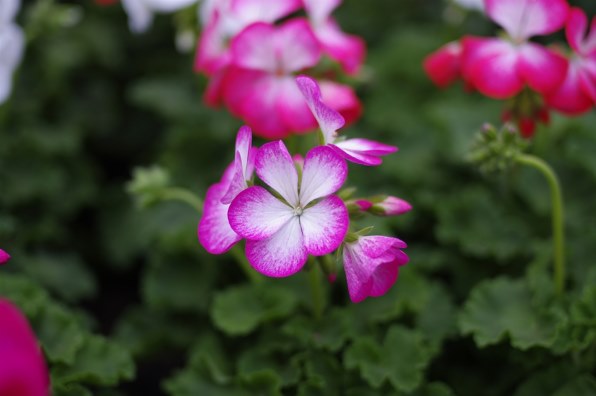 即納未開封　コシナ ULTRON 40mmF2 Aspherical SLIIS ULTRON 40mm F2 Aspherical SL IIs - 株式会社コシナ