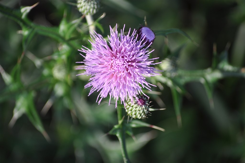 競技大会の撮影に最適⭐️手ぶれ補正⭐️Nikon AF-S 55-300 VR Amazon