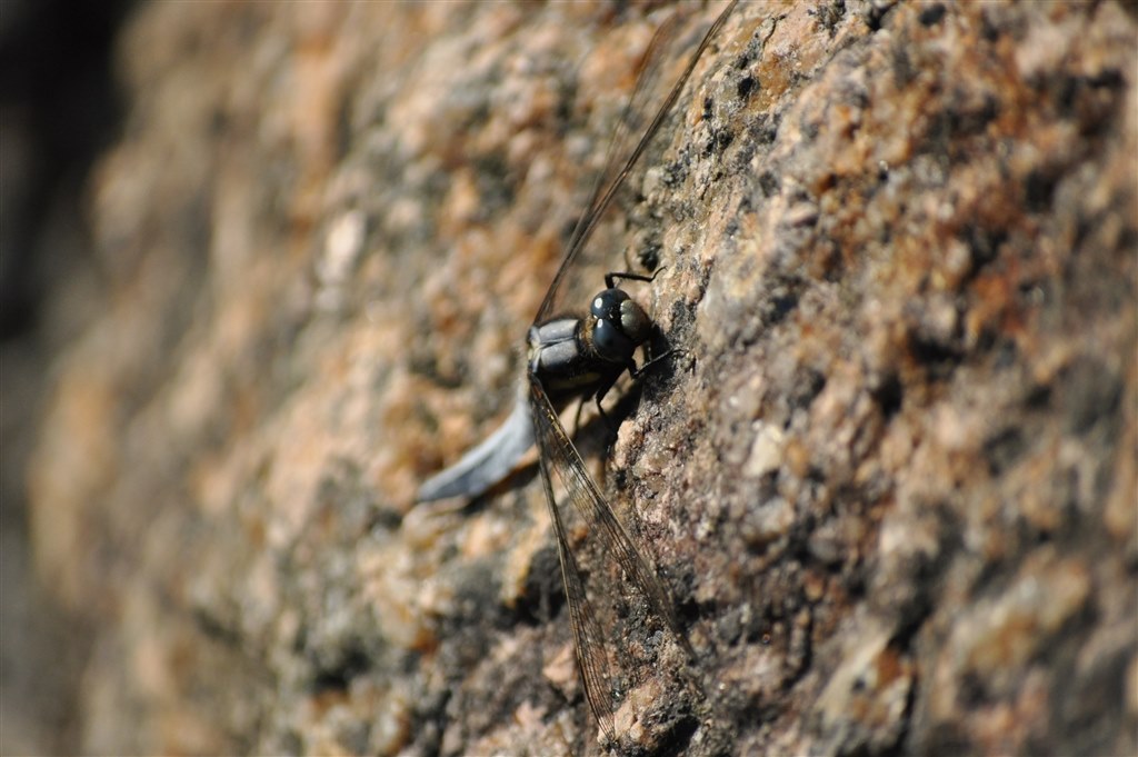 Nikon 55-300mm VR✨️運動会や野鳥、スポーツも鮮明に残せる