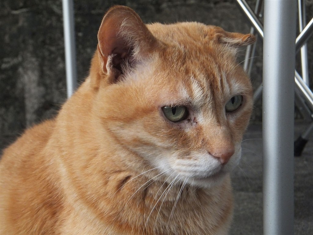 スナップ作例』 富士フイルム FinePix F550EXR のクチコミ掲示板