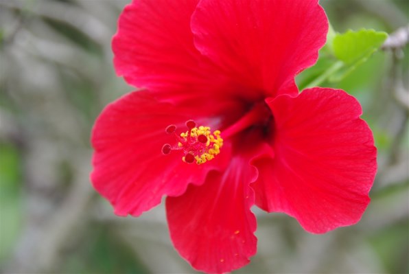 ♥︎◇近くから遠くまでOK♪ ◇TAMRON 18-250mm PENTAX Amazon | TAMRON AF18-250mm F/3.5-6.3 Di II LD Aspherical [IF