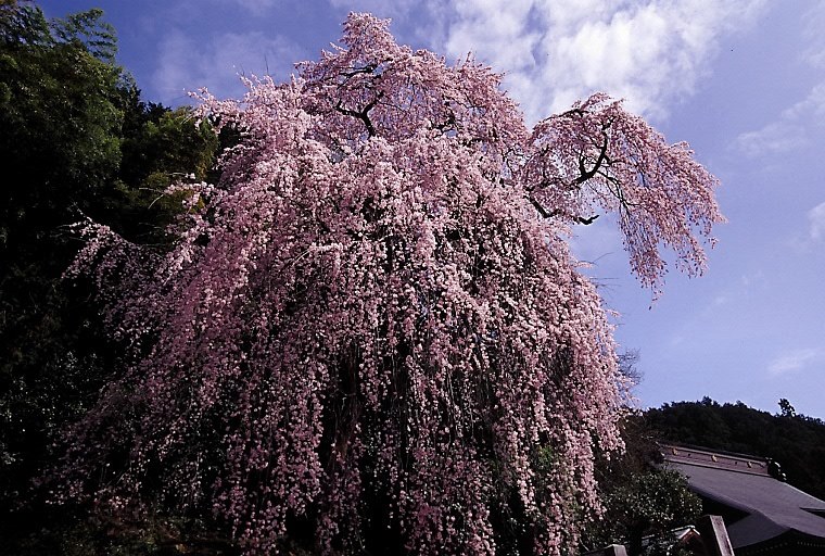 鳴き・・・ 再発してます。』 ニコン AI AF-S Zoom-Nikkor 17 鳴き・・・ 再発してます。』 ニコン AI AF-S Zoom-Nikkor 17