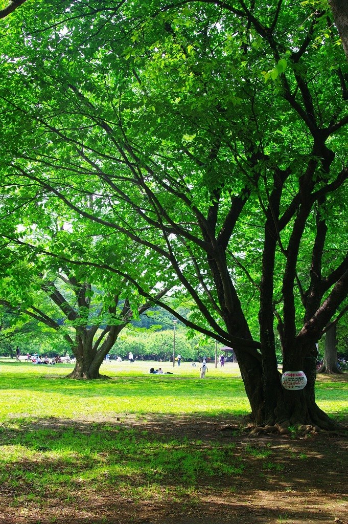 撮影の原点に戻れるカメラです』 シグマ SIGMA DP2x のクチコミ掲示板