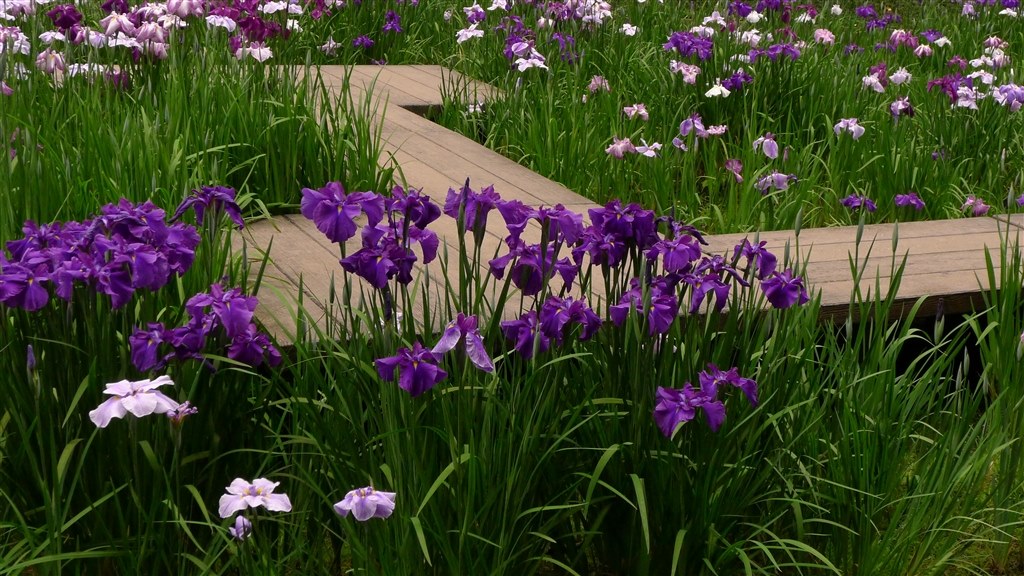 【美品✨】Panasonic Lumix DMC-LX5 コンデジ 作例あり CCDの作例あり】Panasonic LX5というCCDオールドコンデジ