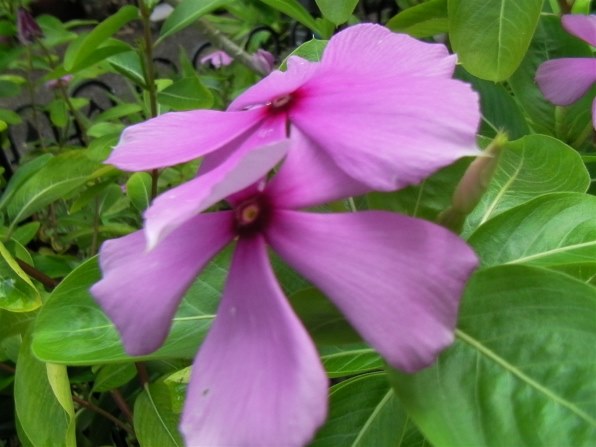 三洋電機 Xacti DMX-CS1 価格比較 - 価格.com