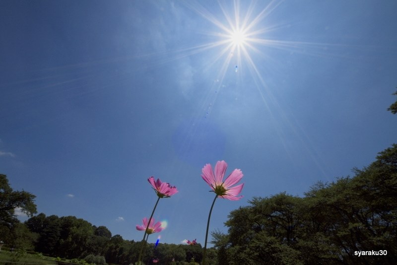 太陽の光芒が見たいのですが』 CANON EF8-15mm F4L フィッシュアイ USM のクチコミ掲示板 - 価格.com