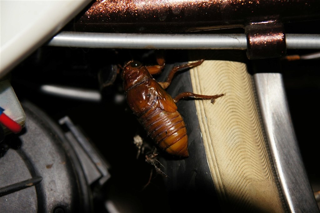 昆虫大系 issei 脚長沈み蟲 1.8インチ #07 グリーンパンプキン【ゆう